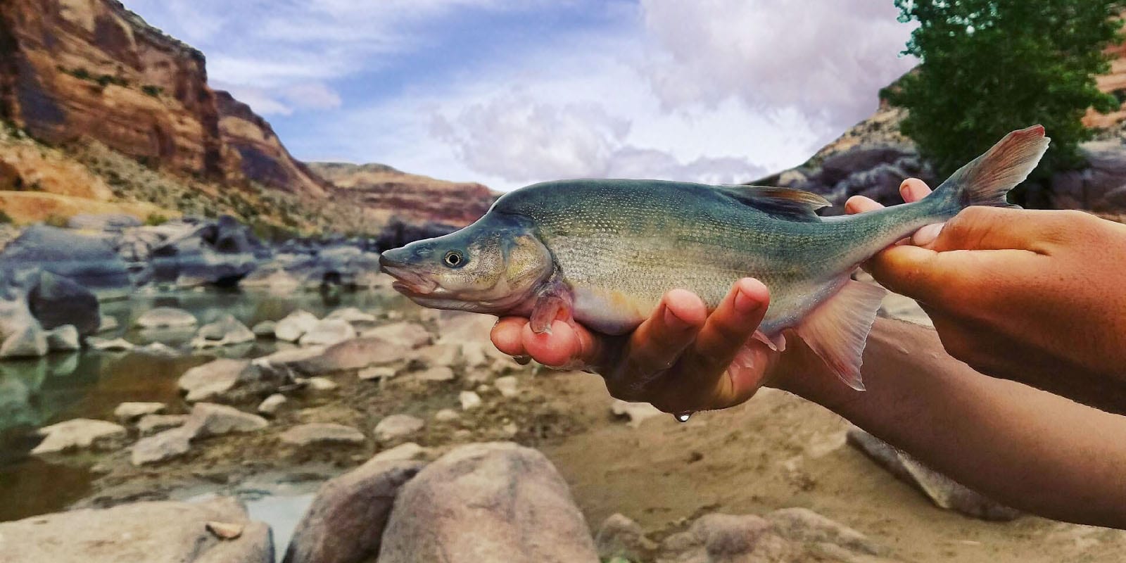 Humpback Chub Upper Colorado River in Colorado