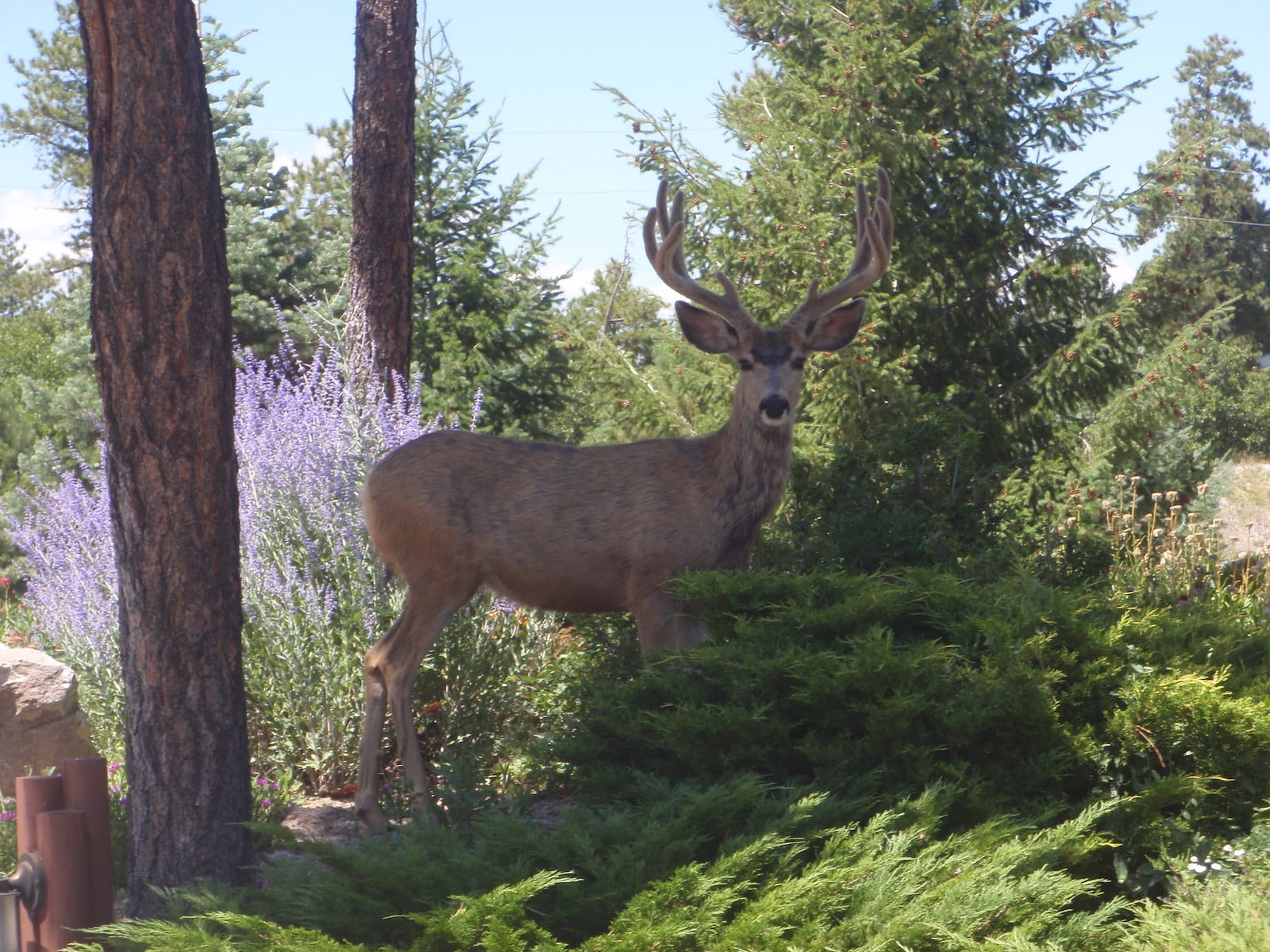 Larkspur CO Mule Deer