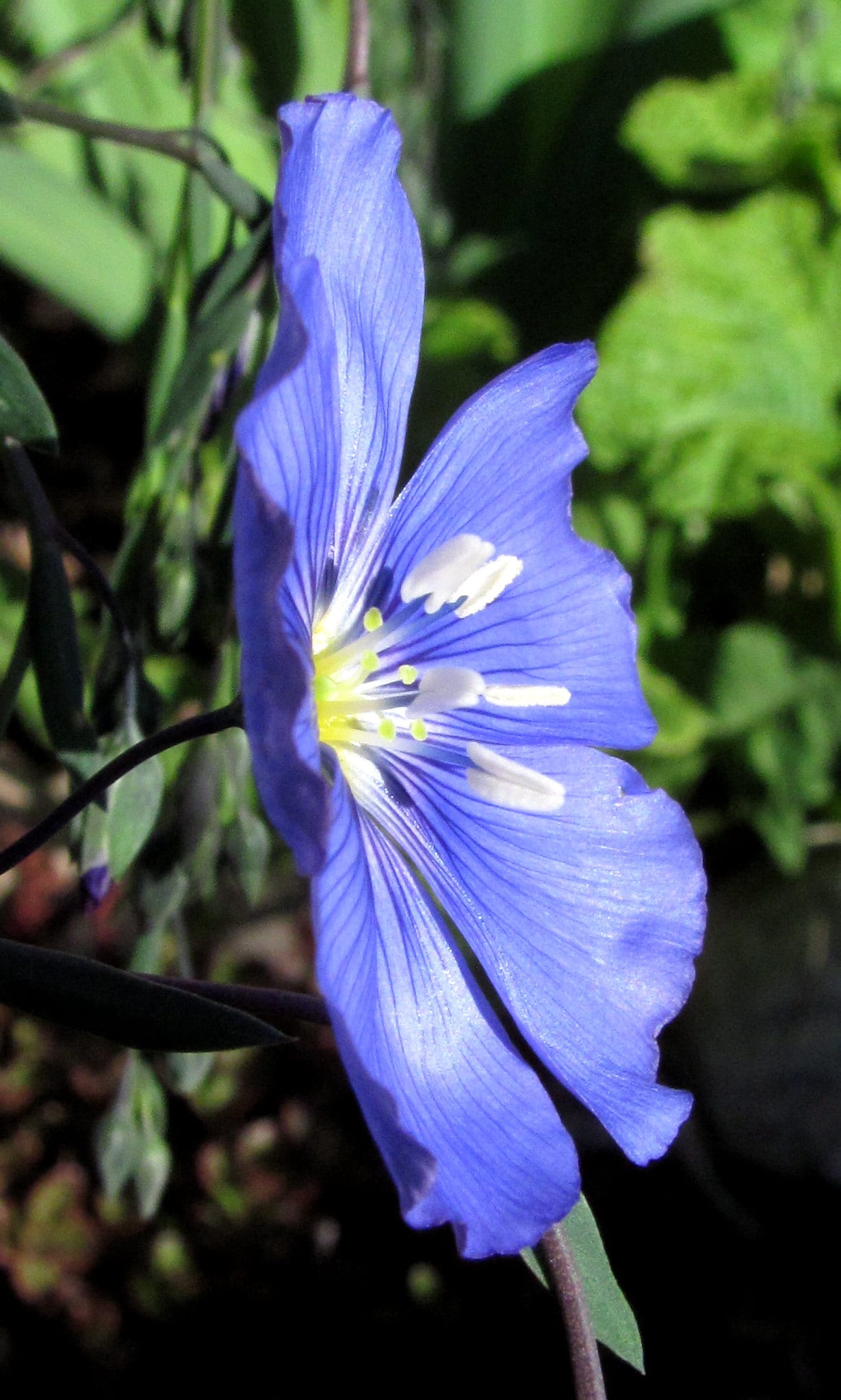 prairie flax