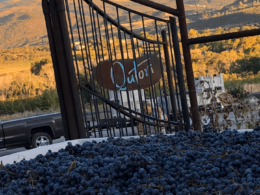 qutori wines paonia colorado