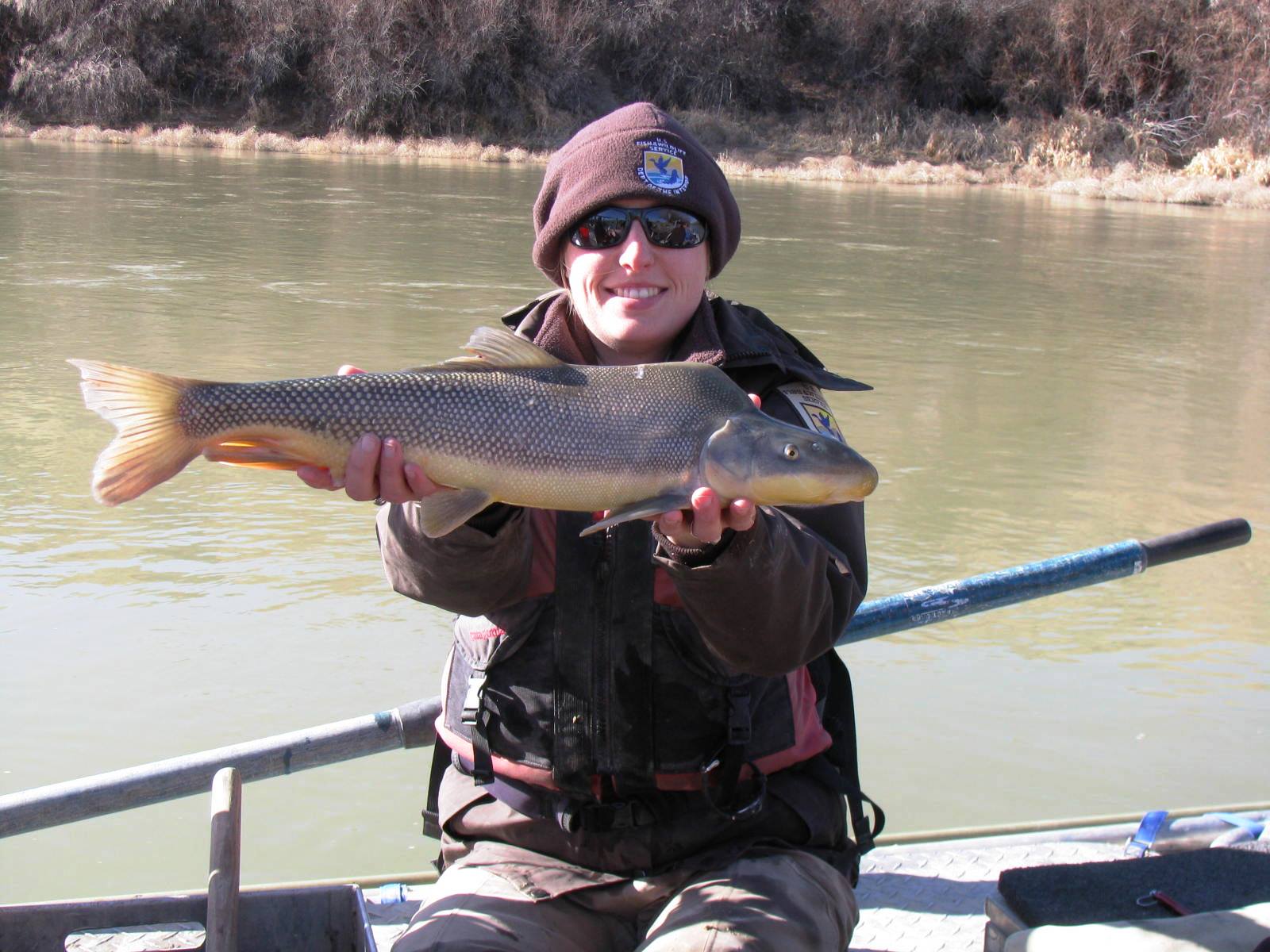 Razorback Sucker San Juan River