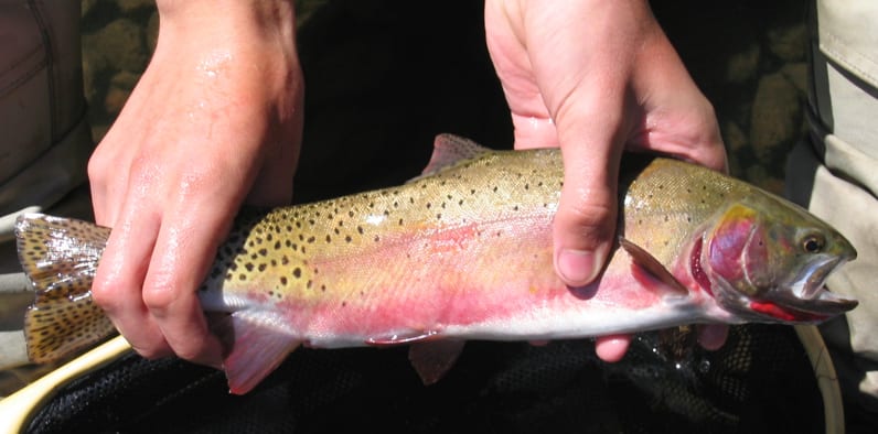 Rio Grande Cutthroat Trout Alamosa River Watershed