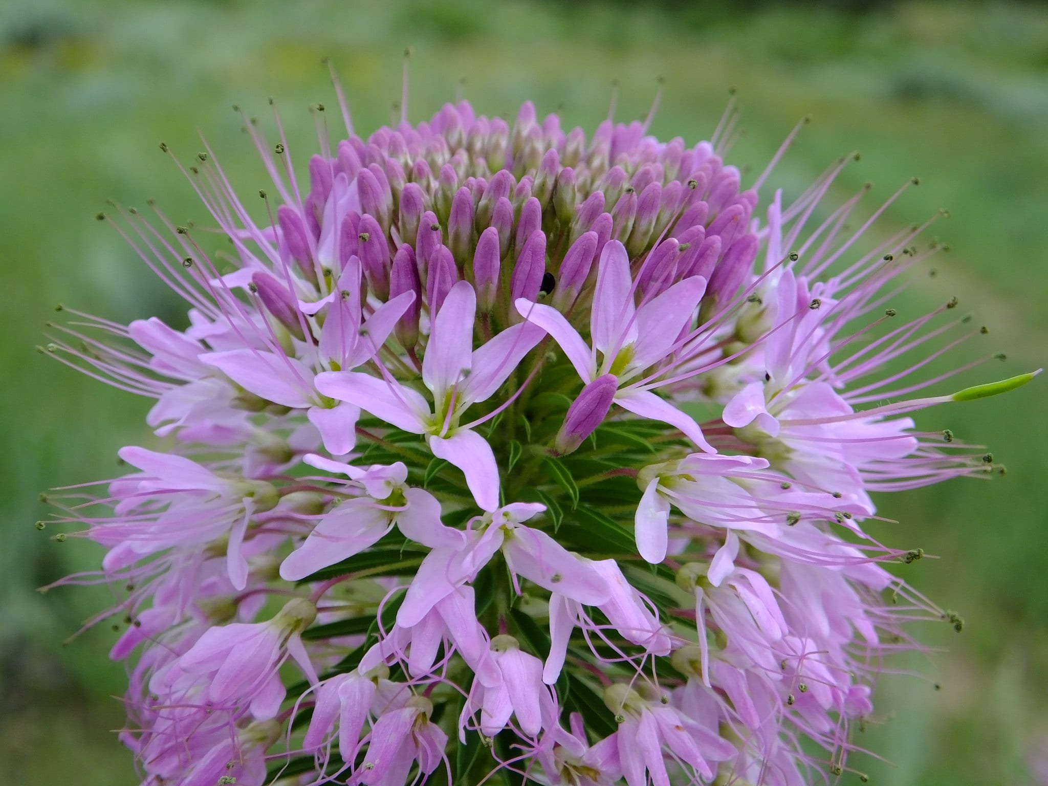 rocky mountain bee plant