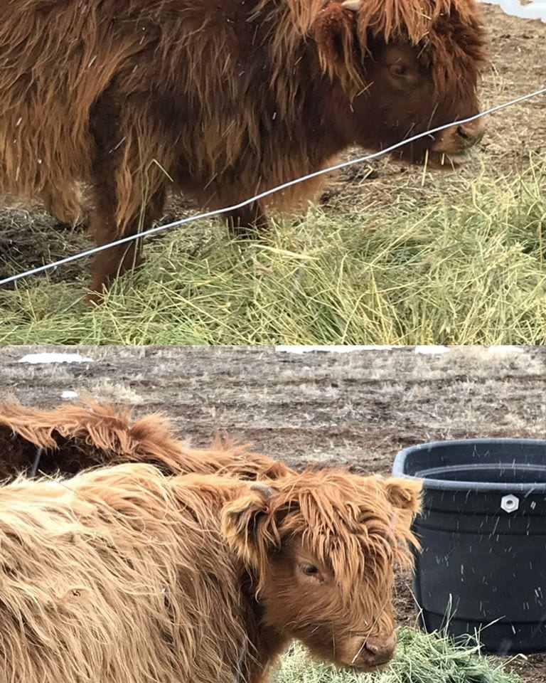 scottish highland cows mesa winds farm and winery