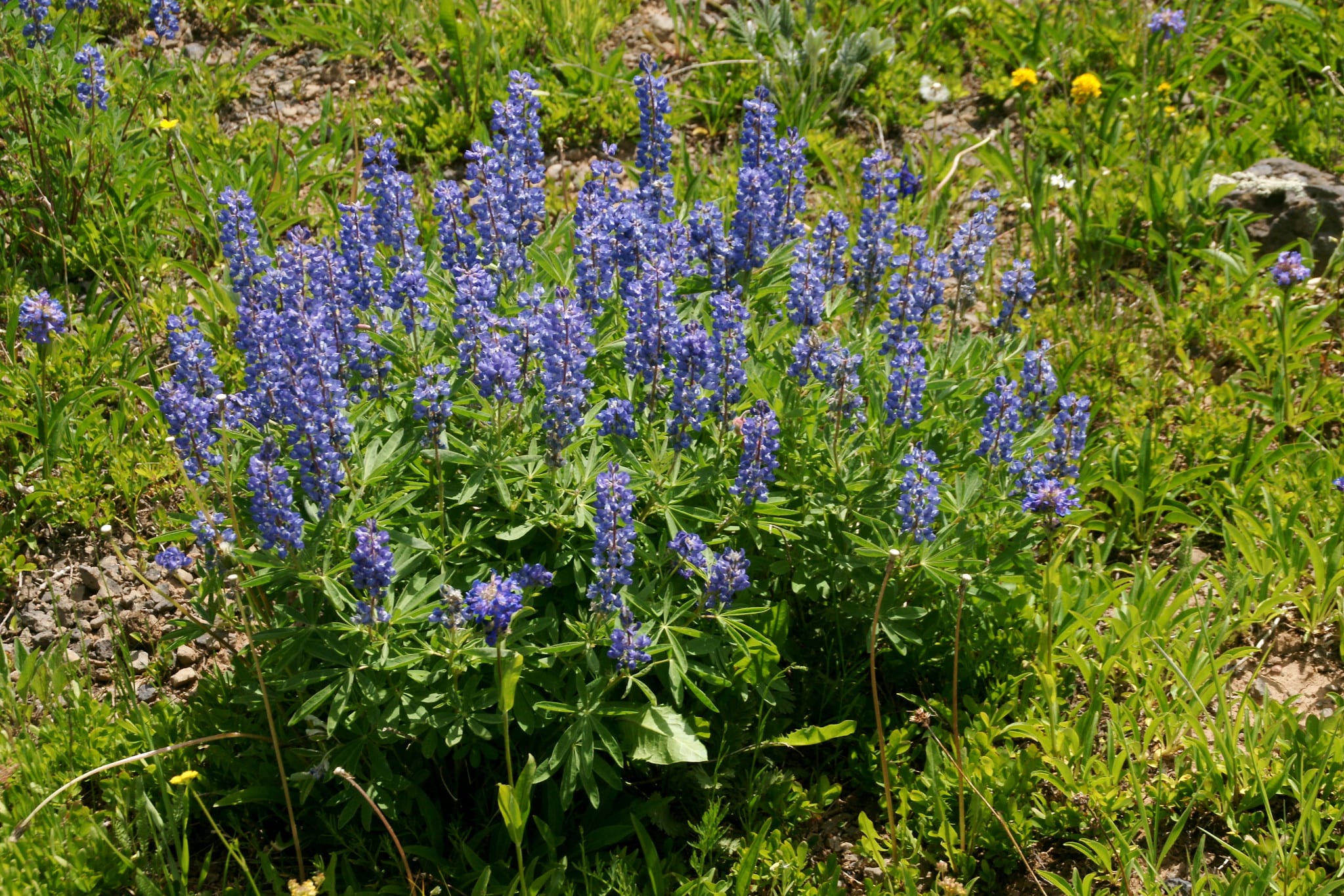 silvery lupine in colorado