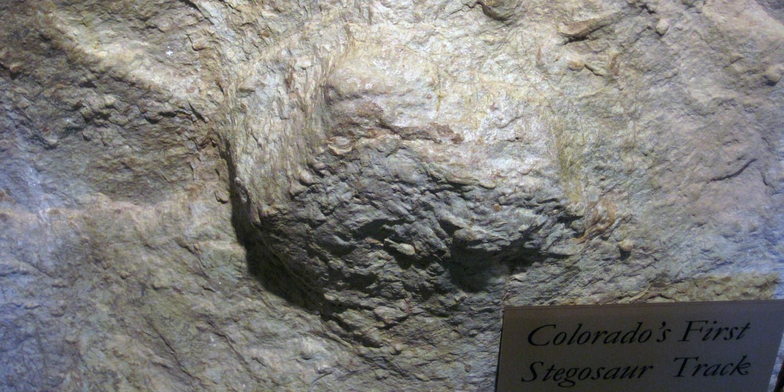 Stegosaurus Dinosaur Track Morrison Formation Colorado