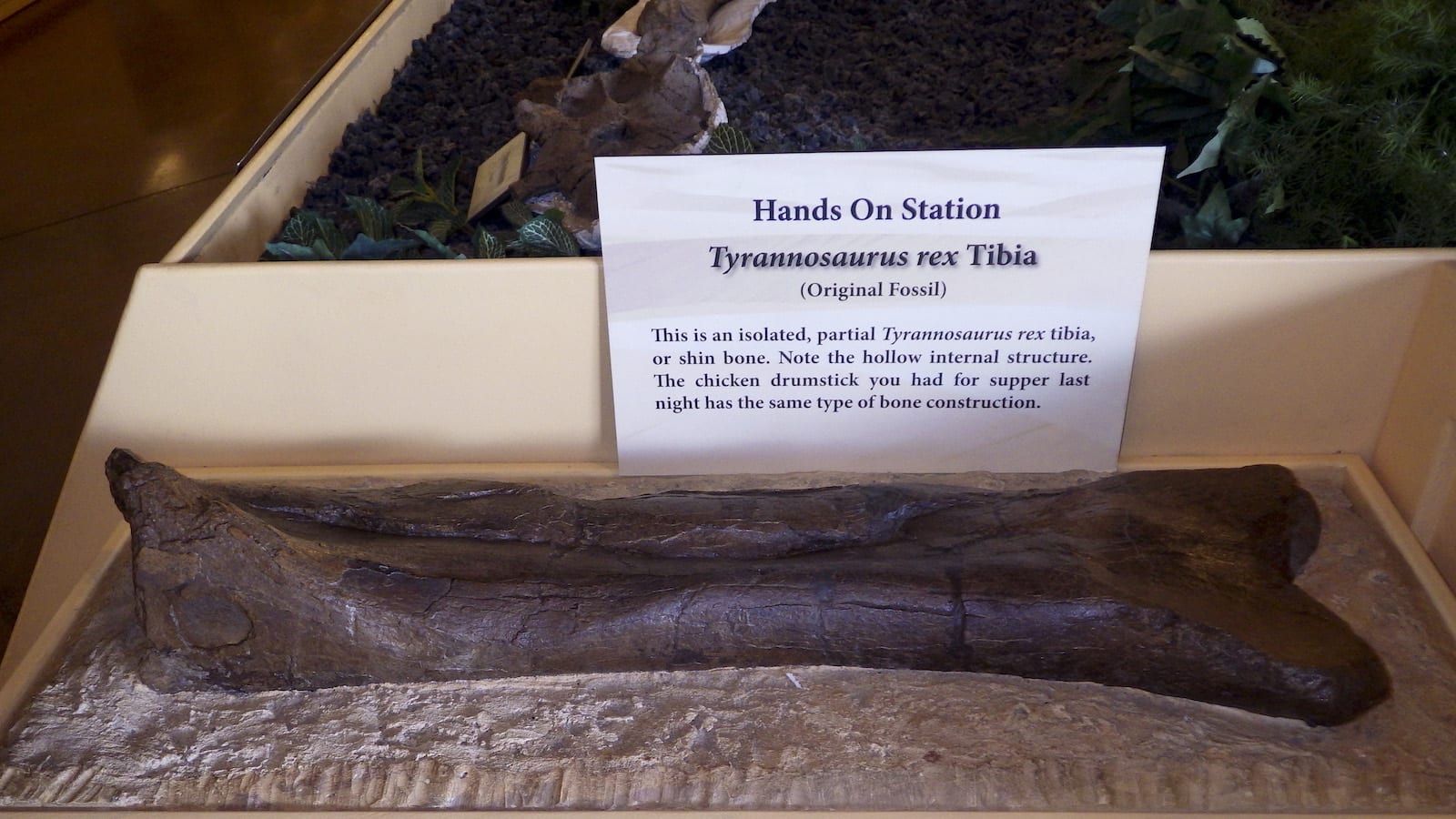 T-Rex Tibia Fossil Dinosaur Resource Center Woodland Park CO