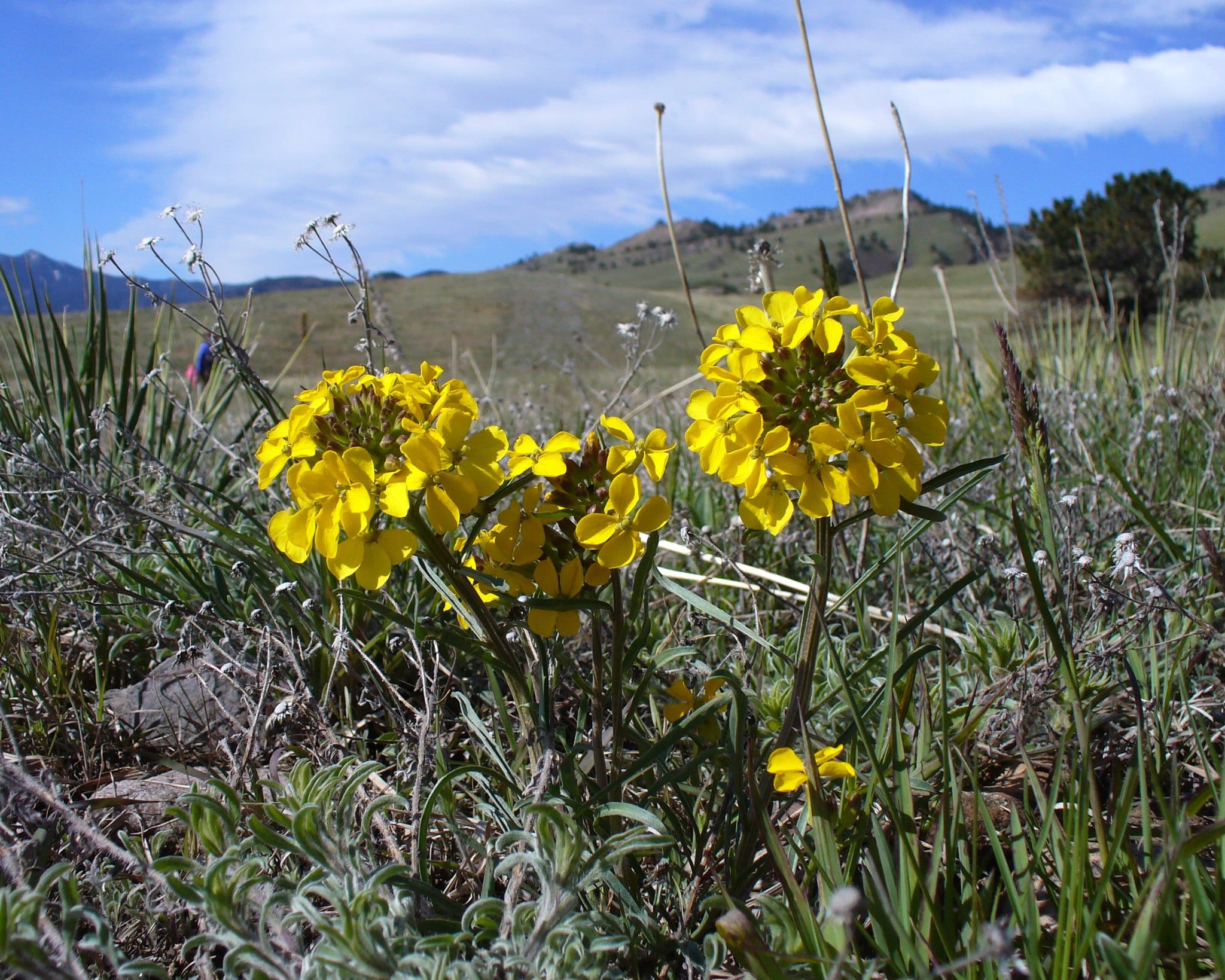 It's looking like a very good year for wildflowers in Colorado. Here's why