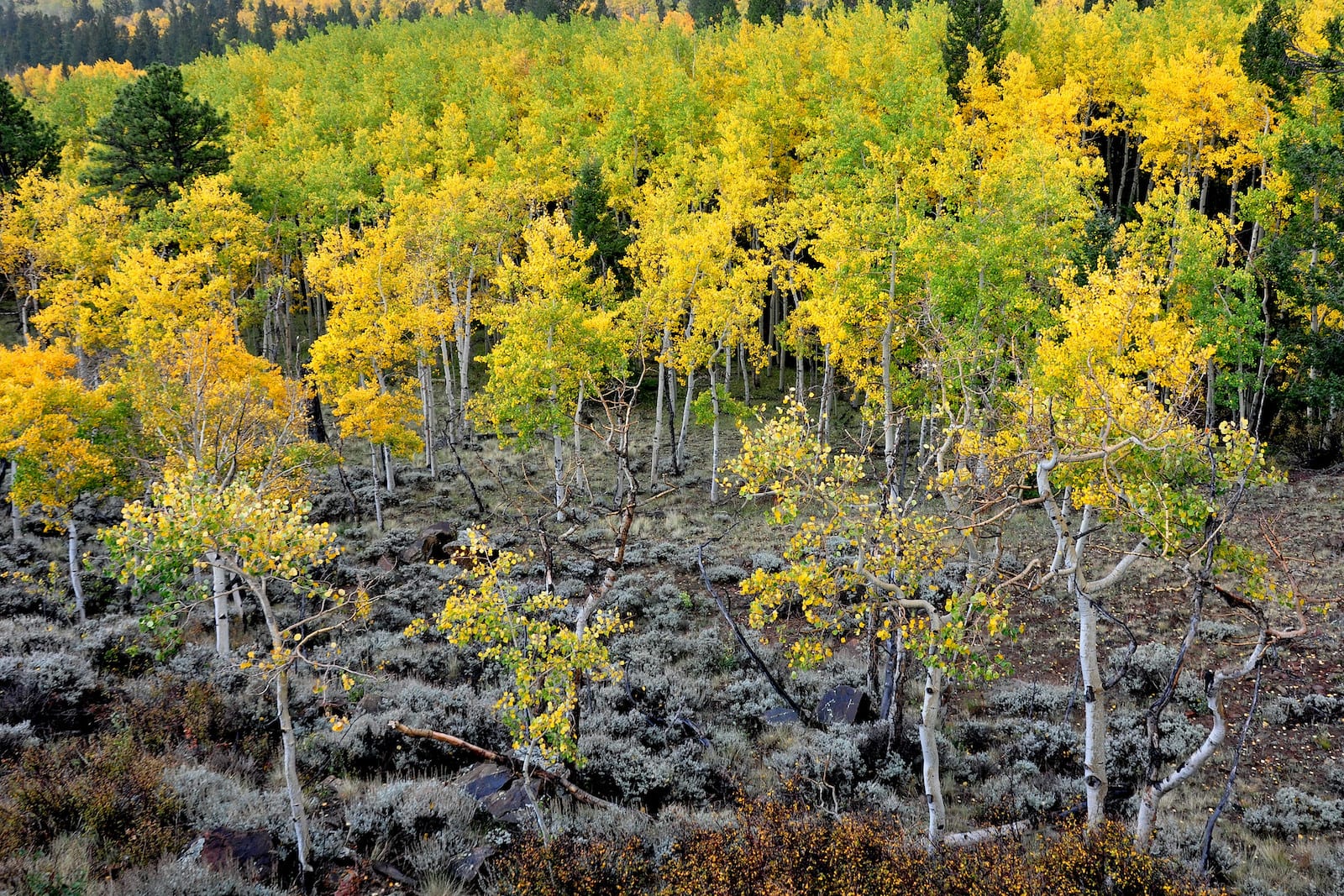 Outside of Salida at Marshall Pass, Colorado