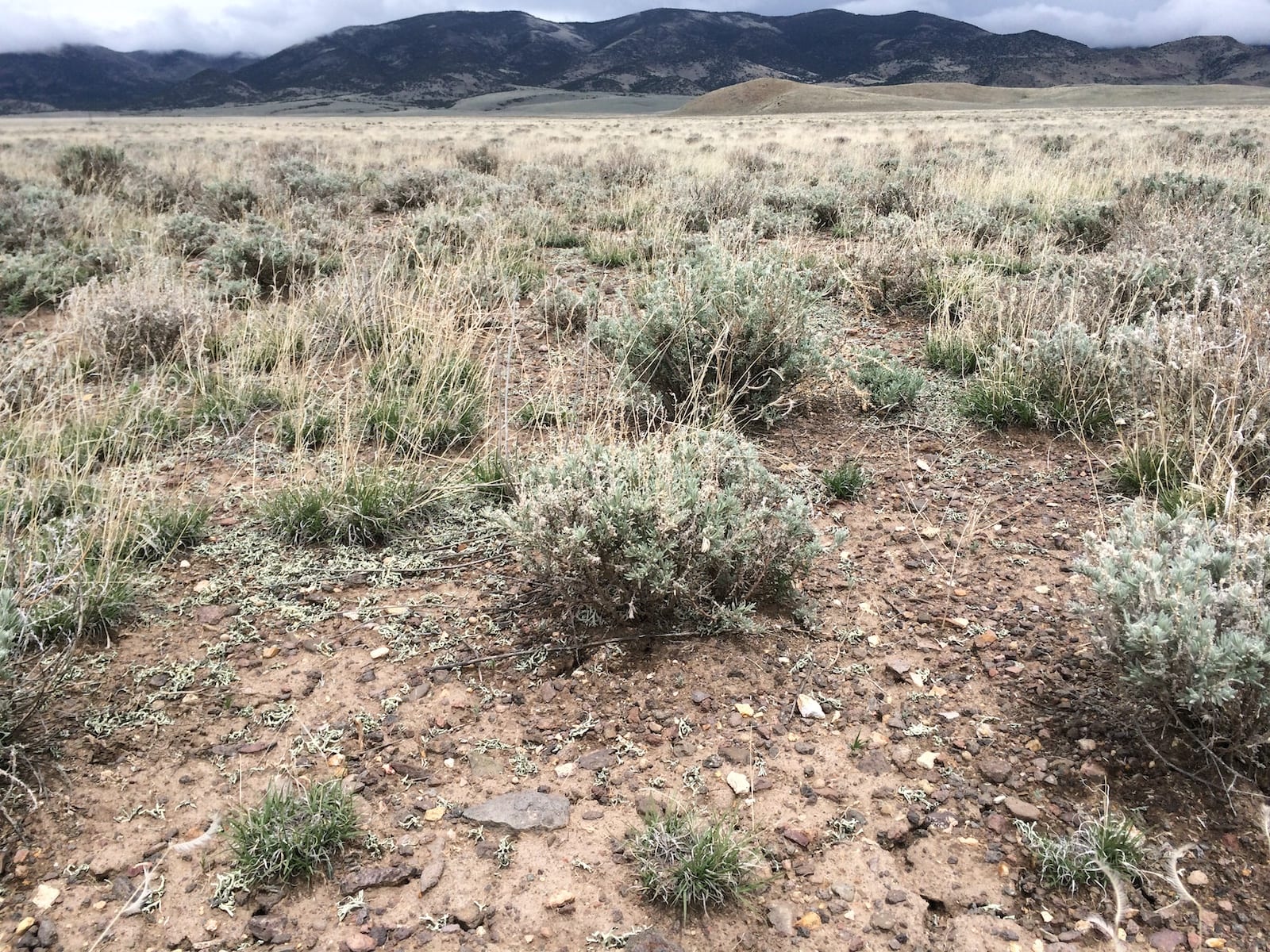 Shrub steppe east of Cochetopa Pass, Colorado