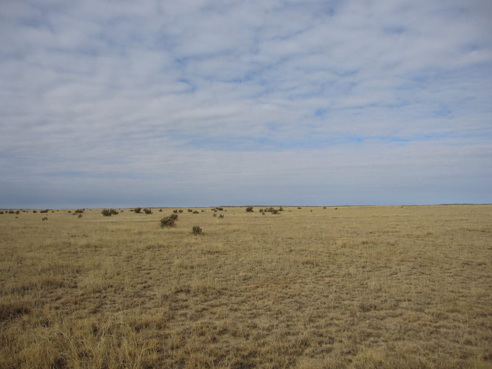 Comanche National Grassland Higbee CO