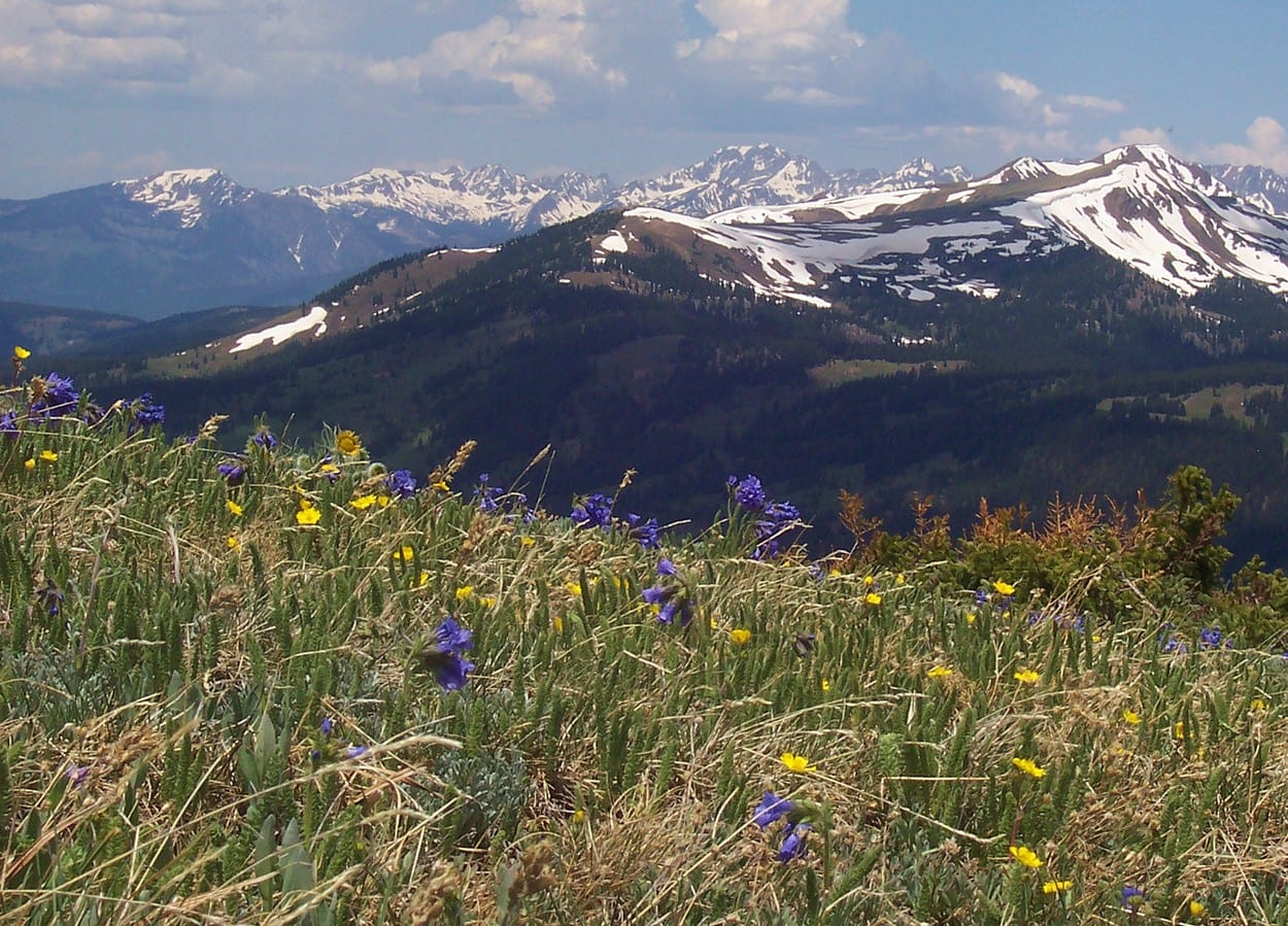 Copper Mountain Summer Wildflowers on Spaulding Ridge