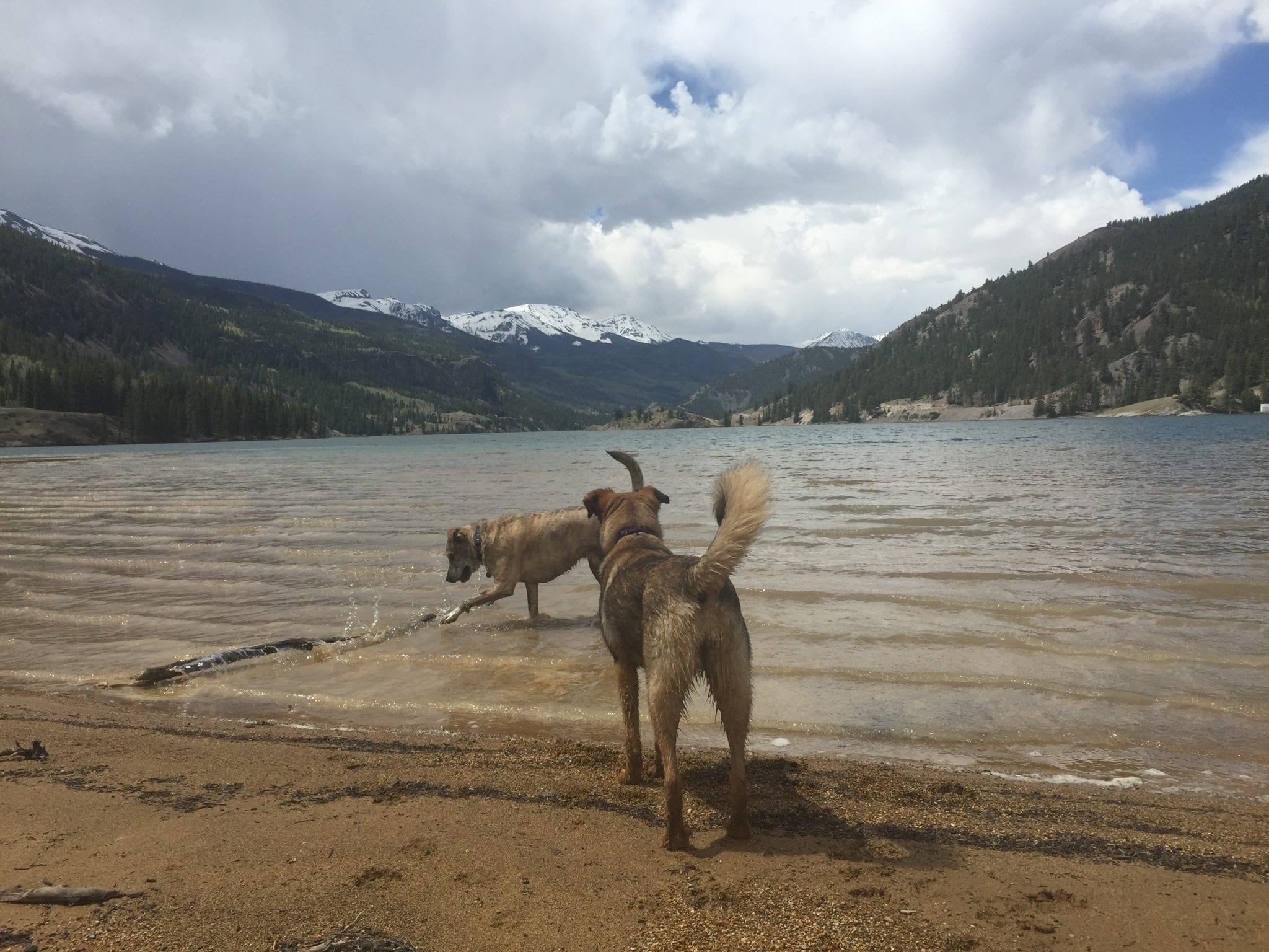 Lake San Cristobal Lake City CO Dogs Playing