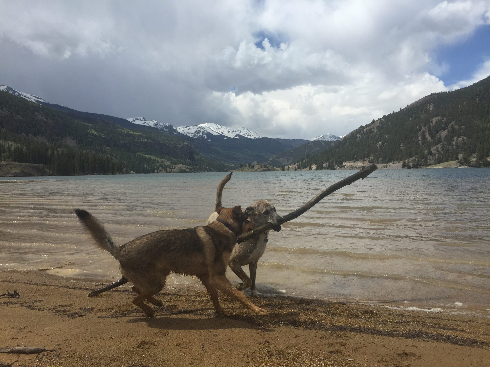 Lake San Cristobal Lake City CO Dogs Playing With Stick