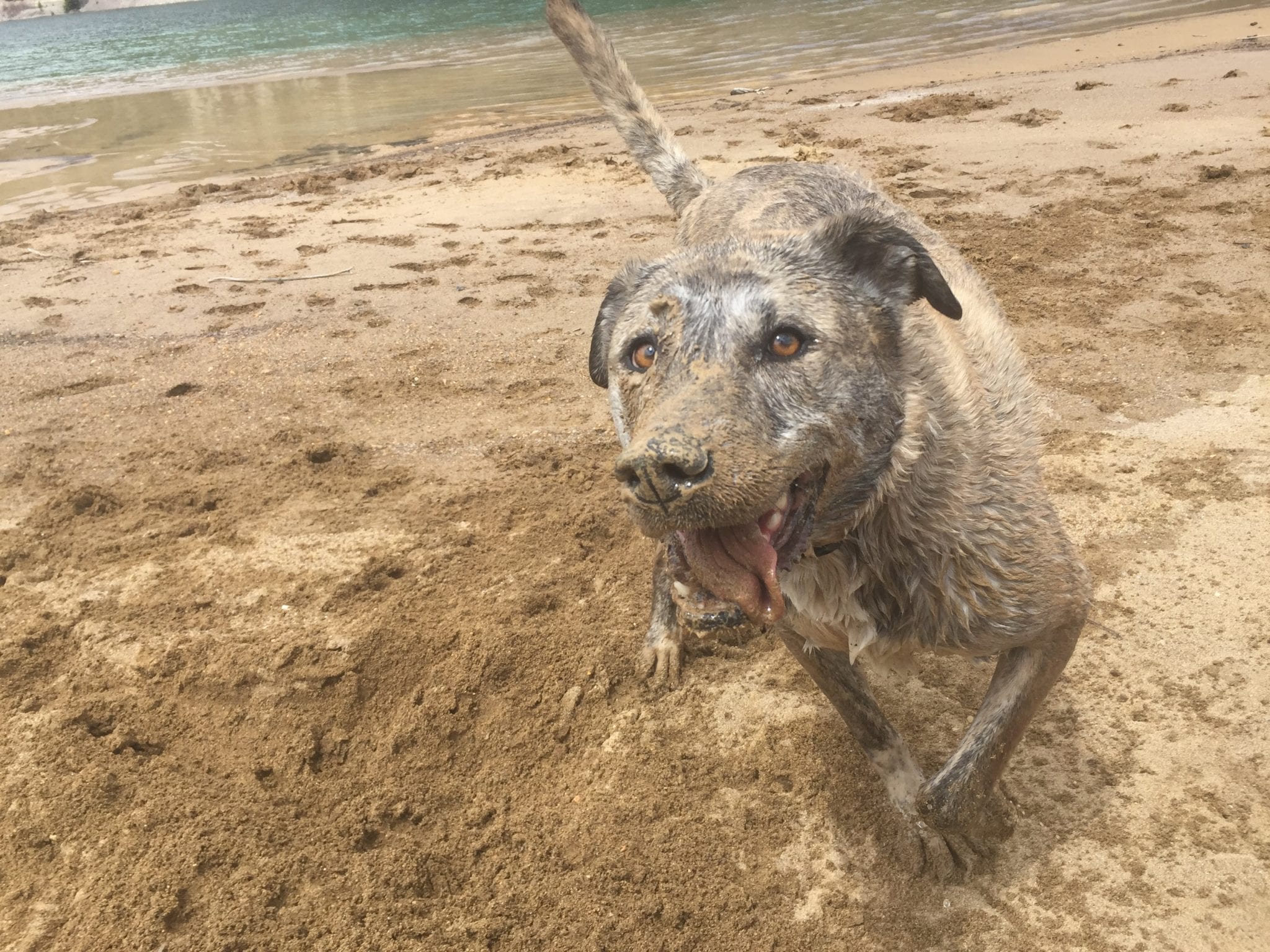 Lake San Cristobal Lake City CO Ozzie Dog