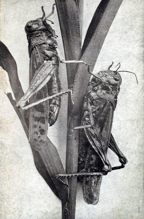 Rocky Mountain Locusts Minnesota 1870s