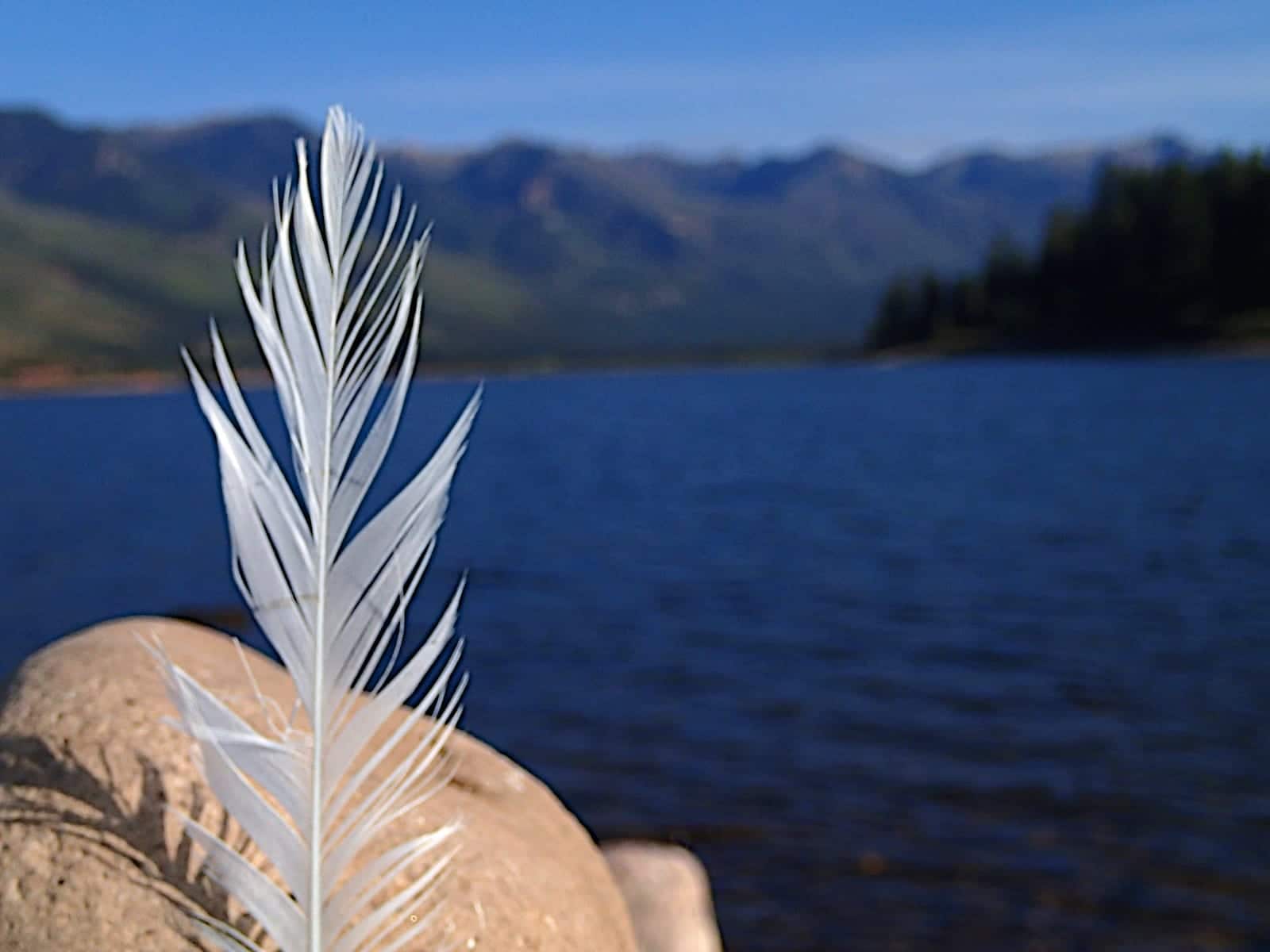 Vallecito Reservoir Bayfield CO Feather