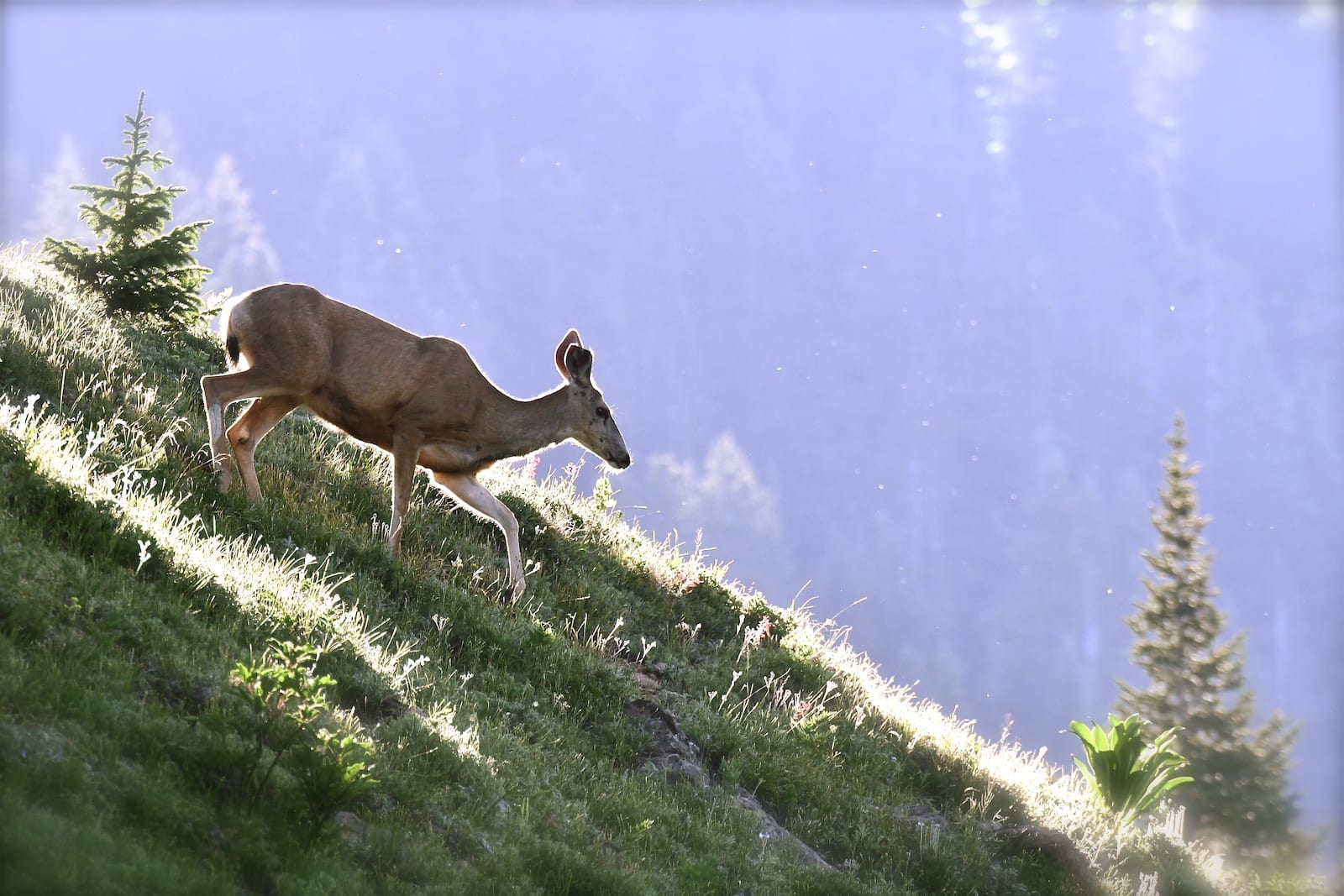 Washington Gulch Trail Deer Crested Butte CO
