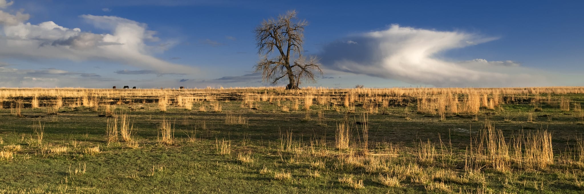 Plains cottonwood tree in Colorado