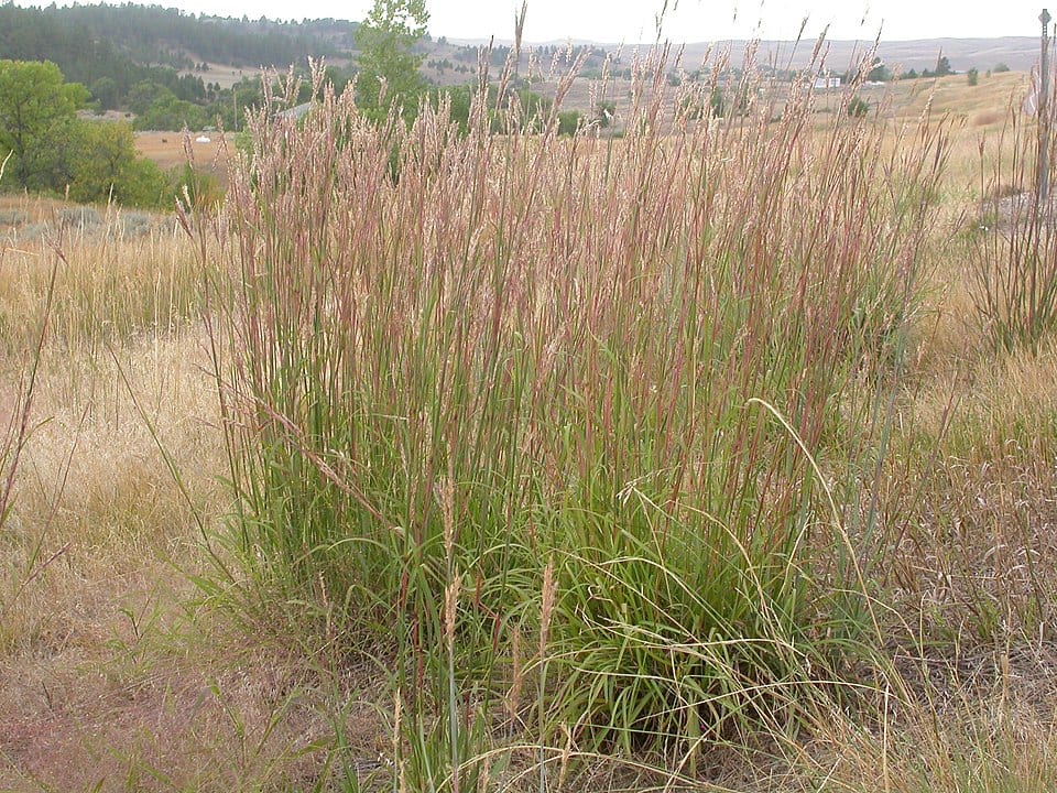 big bluestem grass