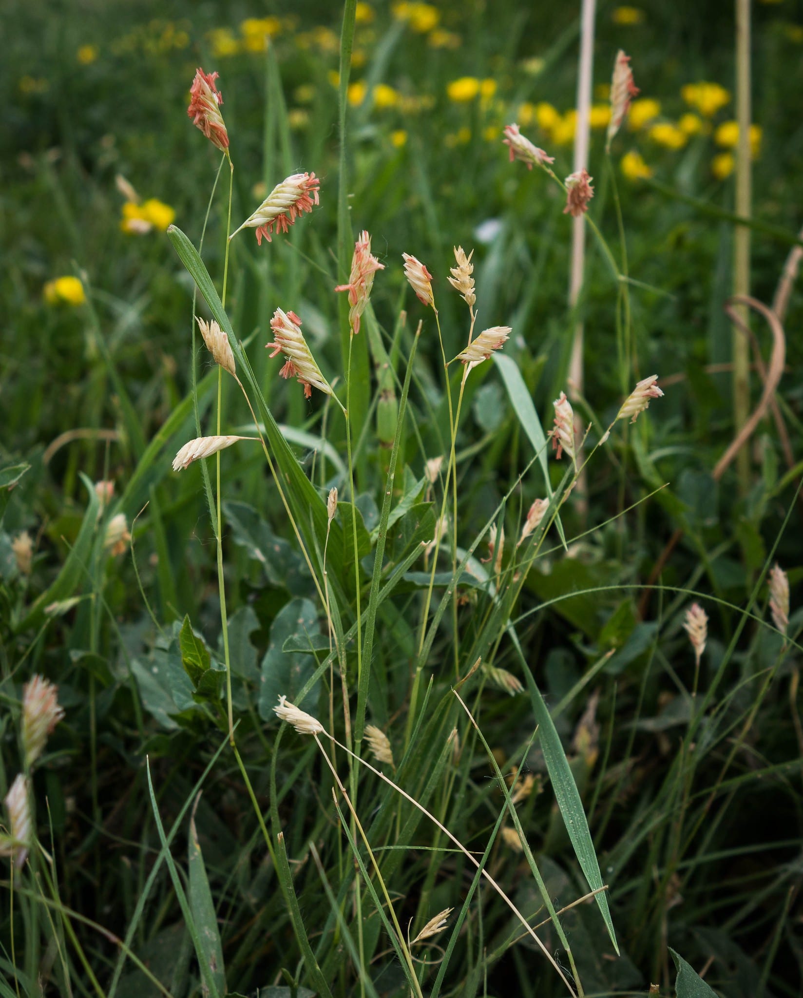 buffalograss in boulder