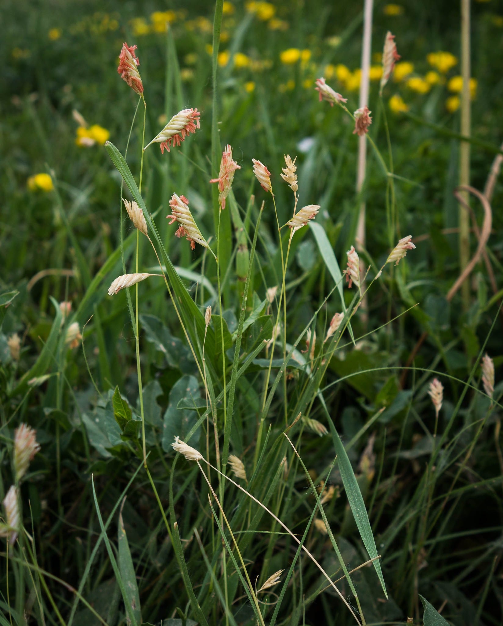 Subalpine Fens - Colorado Native Plant Society