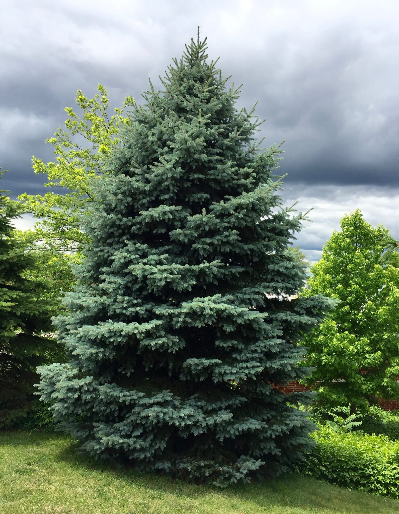 colorado blue spruce