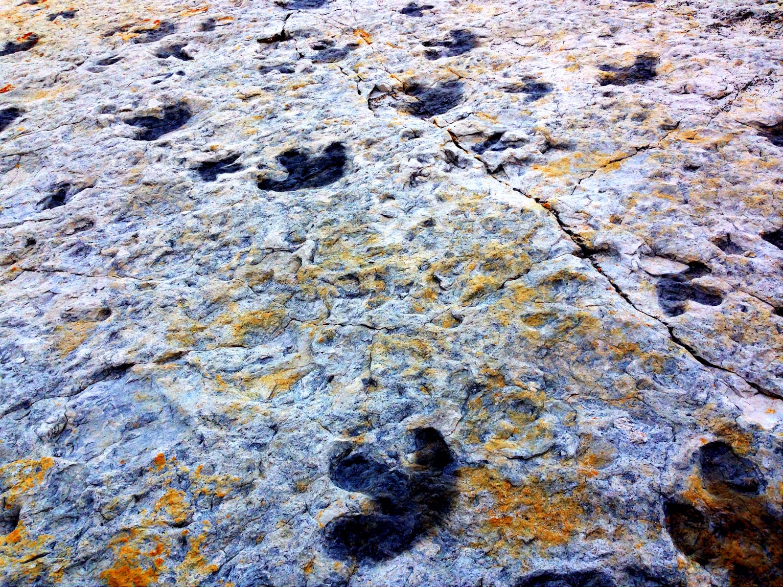 Hiking Dinosaur Ridge Morrison CO Dino Tracks