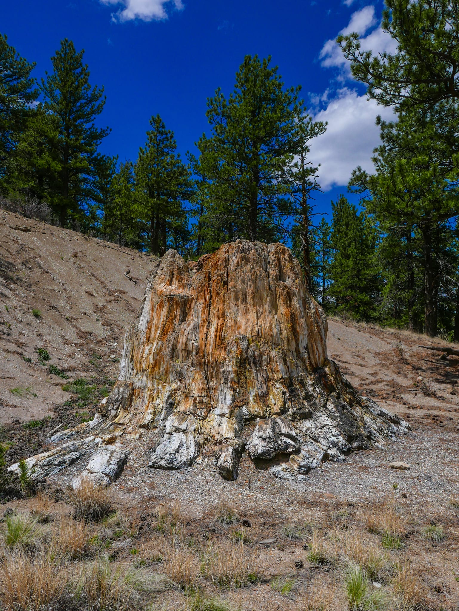 Florissant Fossil Beds National Monument Petrified Tree Stump