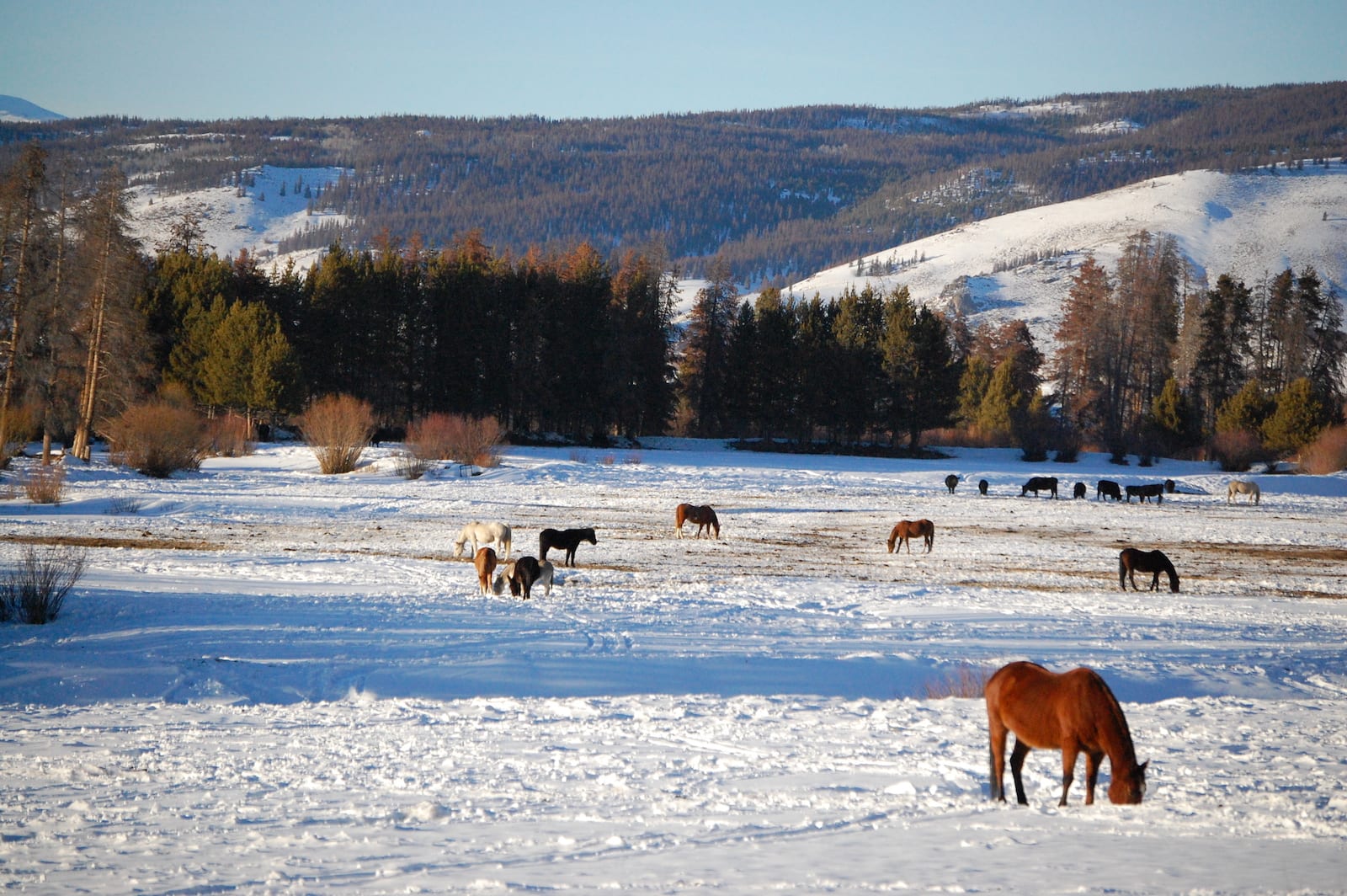 Horses Grazing Fraser CO Winter