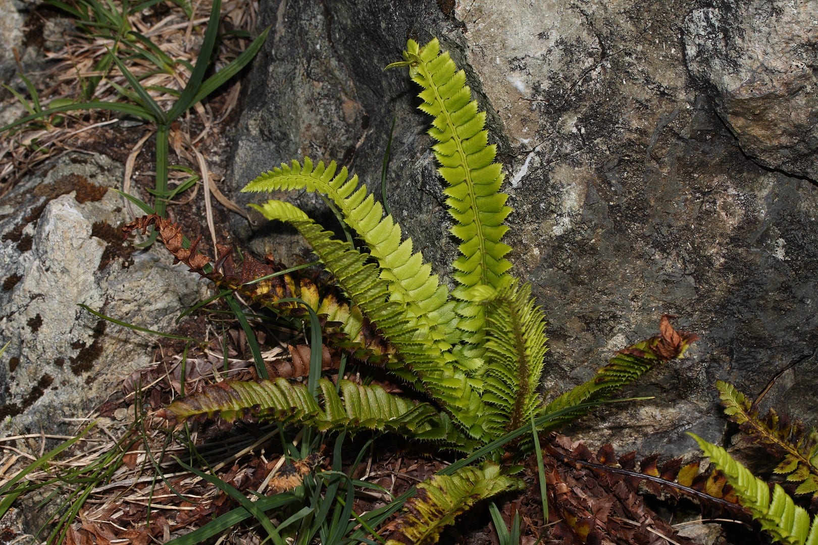 northern hollyfern