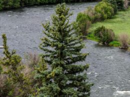 Rio Grande River near Creede CO