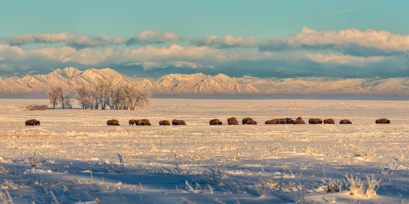 Rocky Mountain Arsenal National Wildlife Refuge Bison Herd Commerce City CO