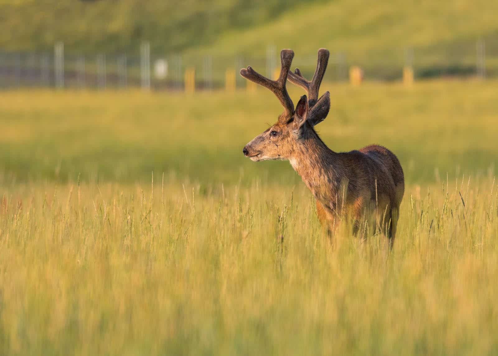 Rocky Mountain Arsenal National Wildlife Refuge Deer Colorado