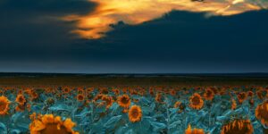 sunflower fields at sunset denver international airport