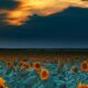 sunflower fields at sunset denver international airport