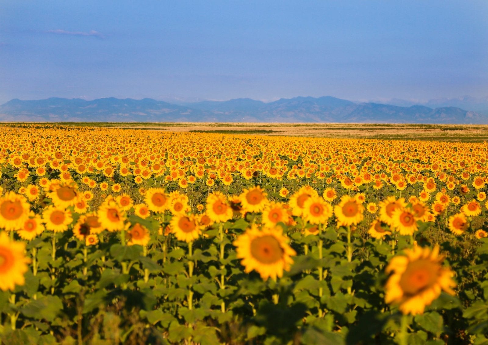 Things to do in Colorado in August