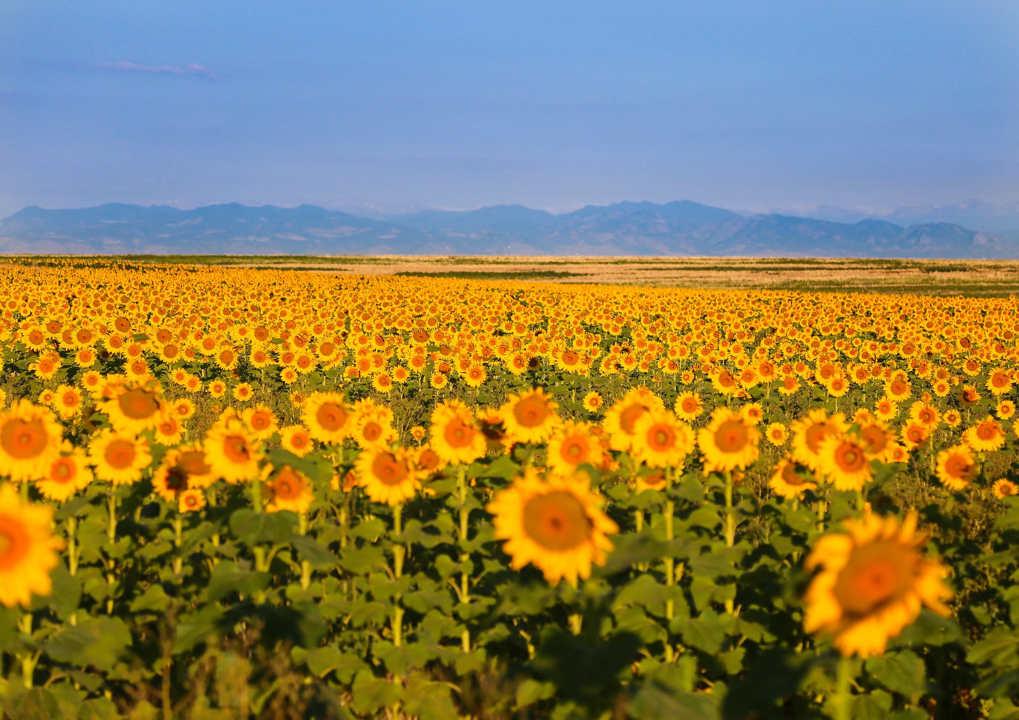 sunflowers at denver international airport