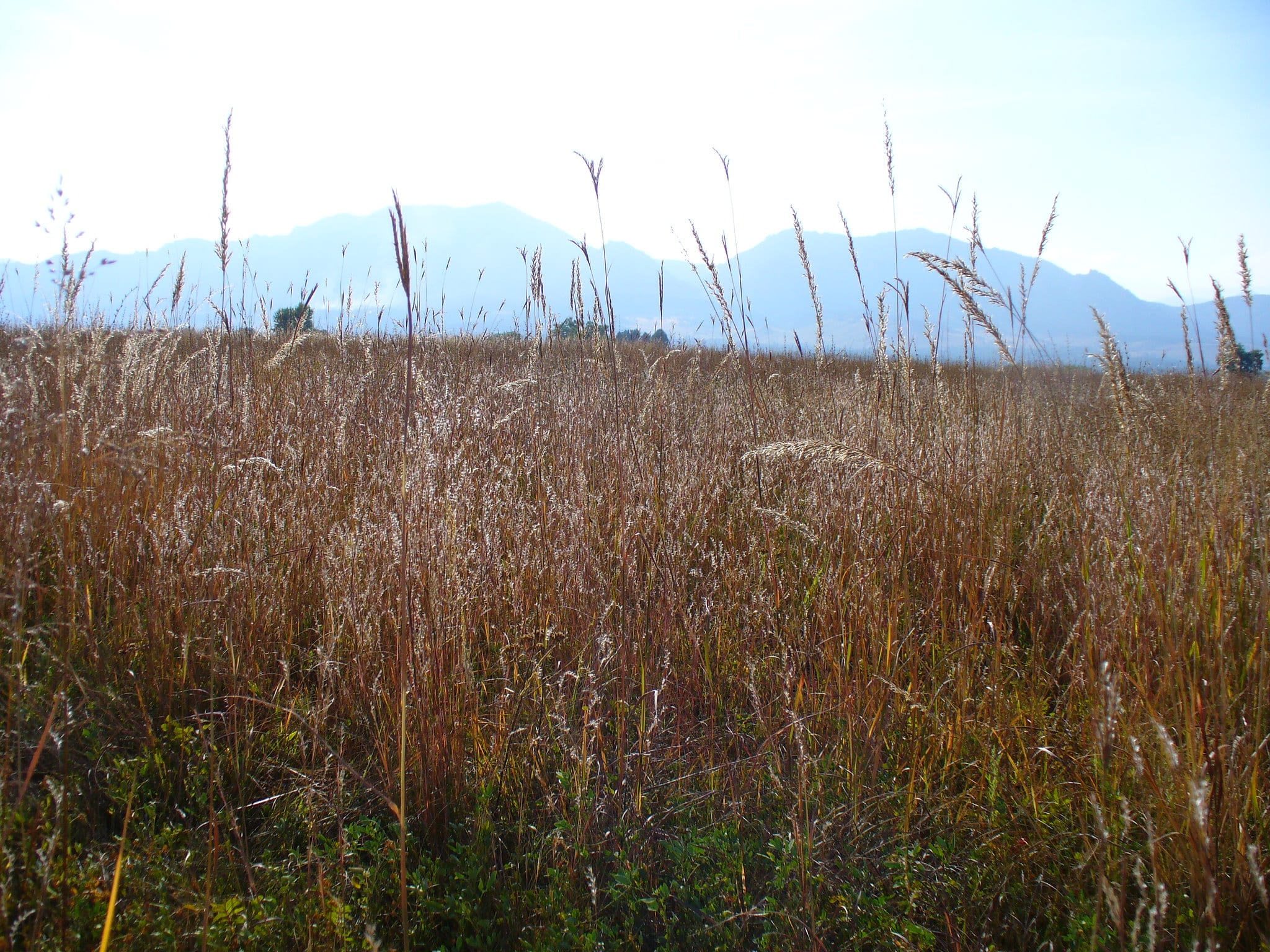 tall grasses in colorado