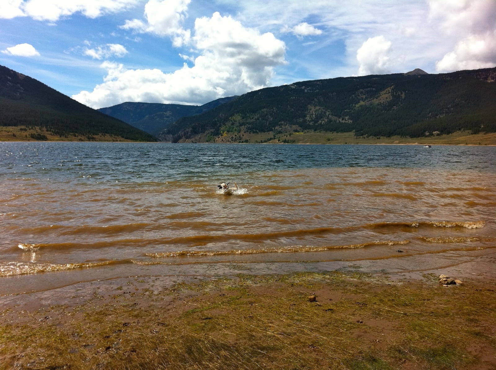 Dog Swimming in Taylor Park Reservoir Almont CO