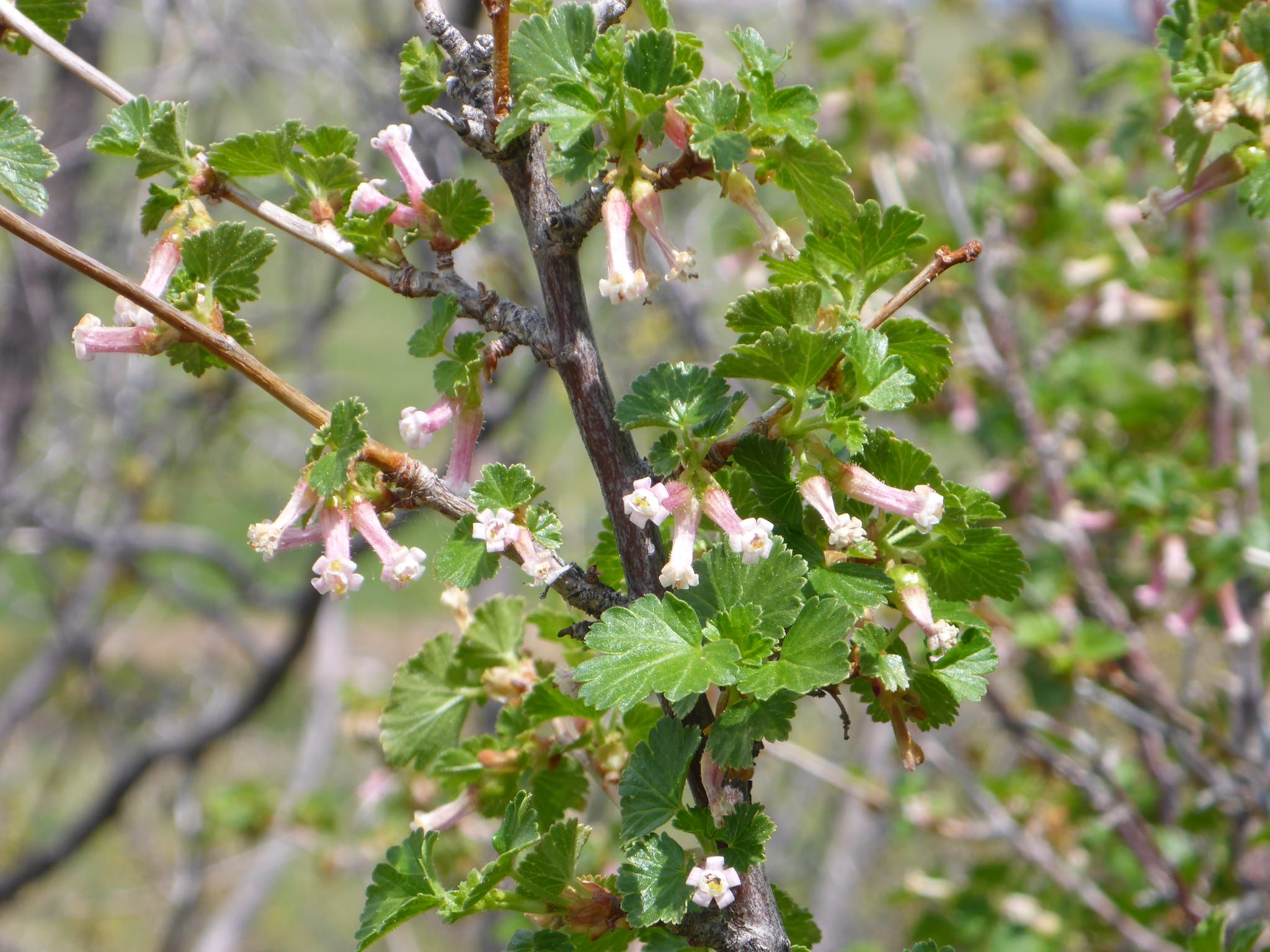 Subalpine Fens - Colorado Native Plant Society