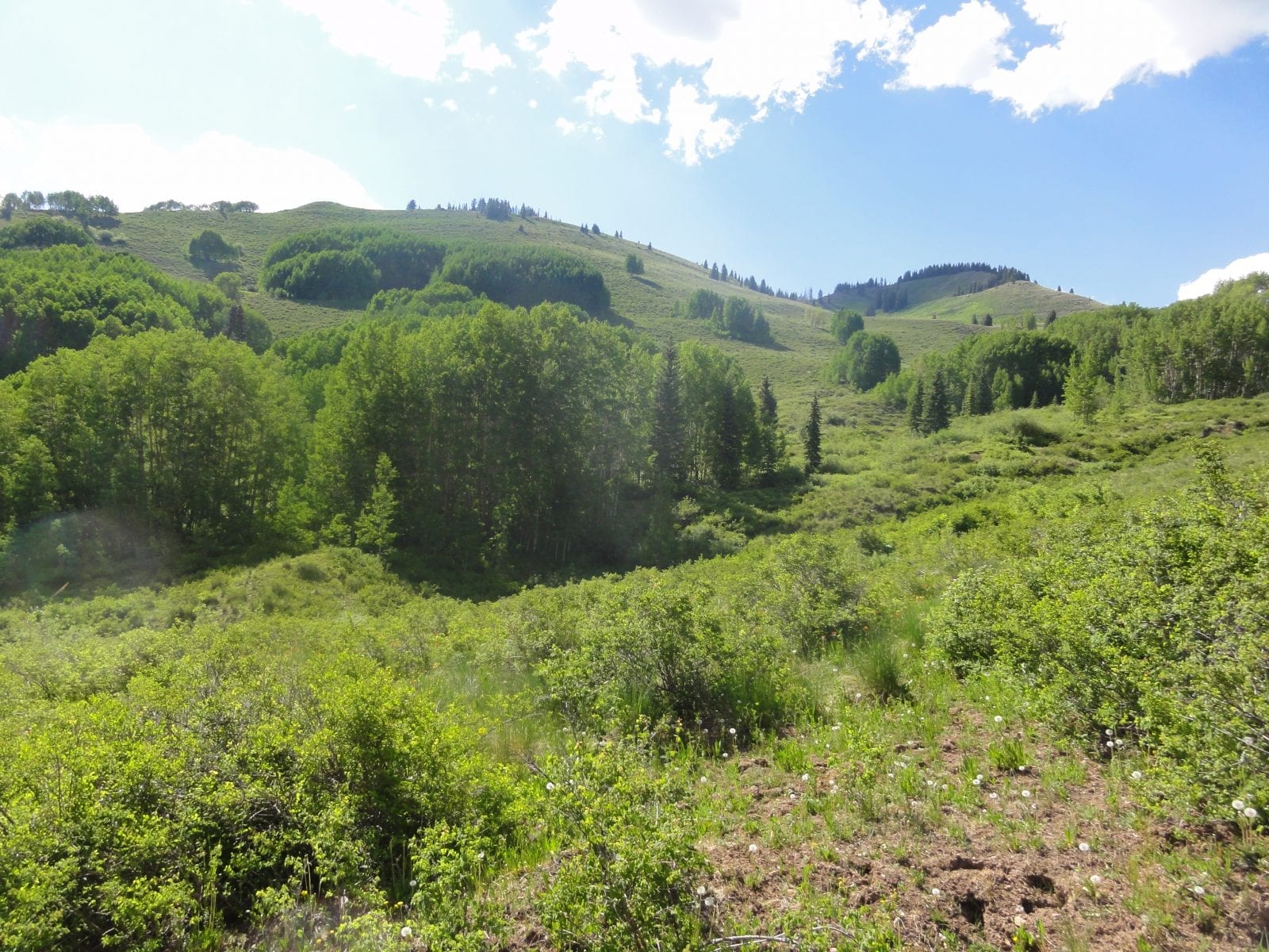 Hills of the Weminuche Wilderness near Lemon Reservoir, CO