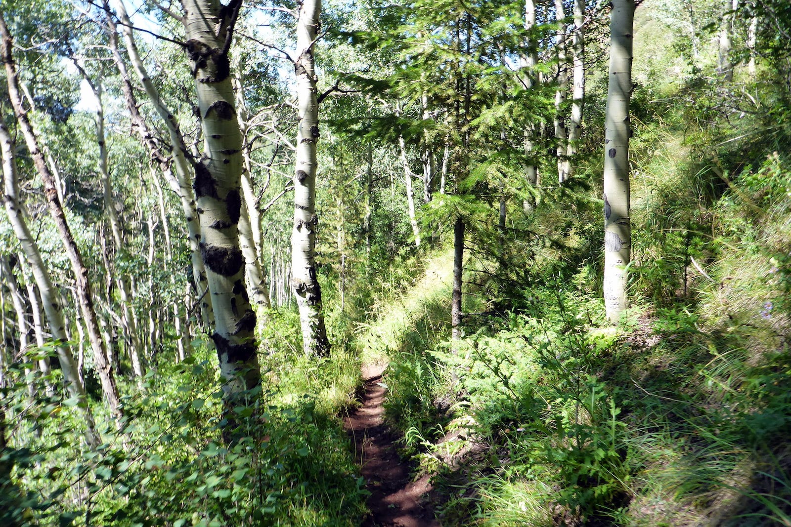 Buck Creek Trail Vail Colorado