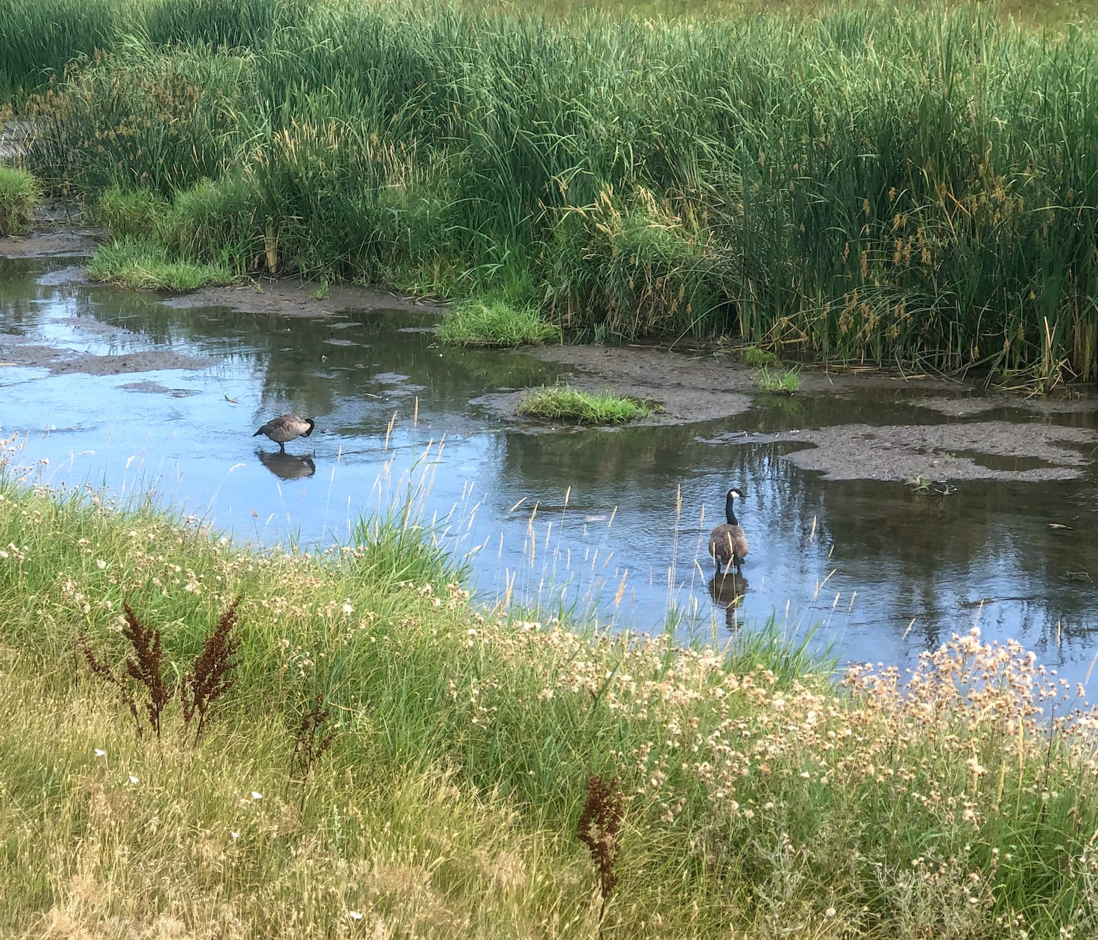 Clear Creek Wheat Ridge Colorado Ducks