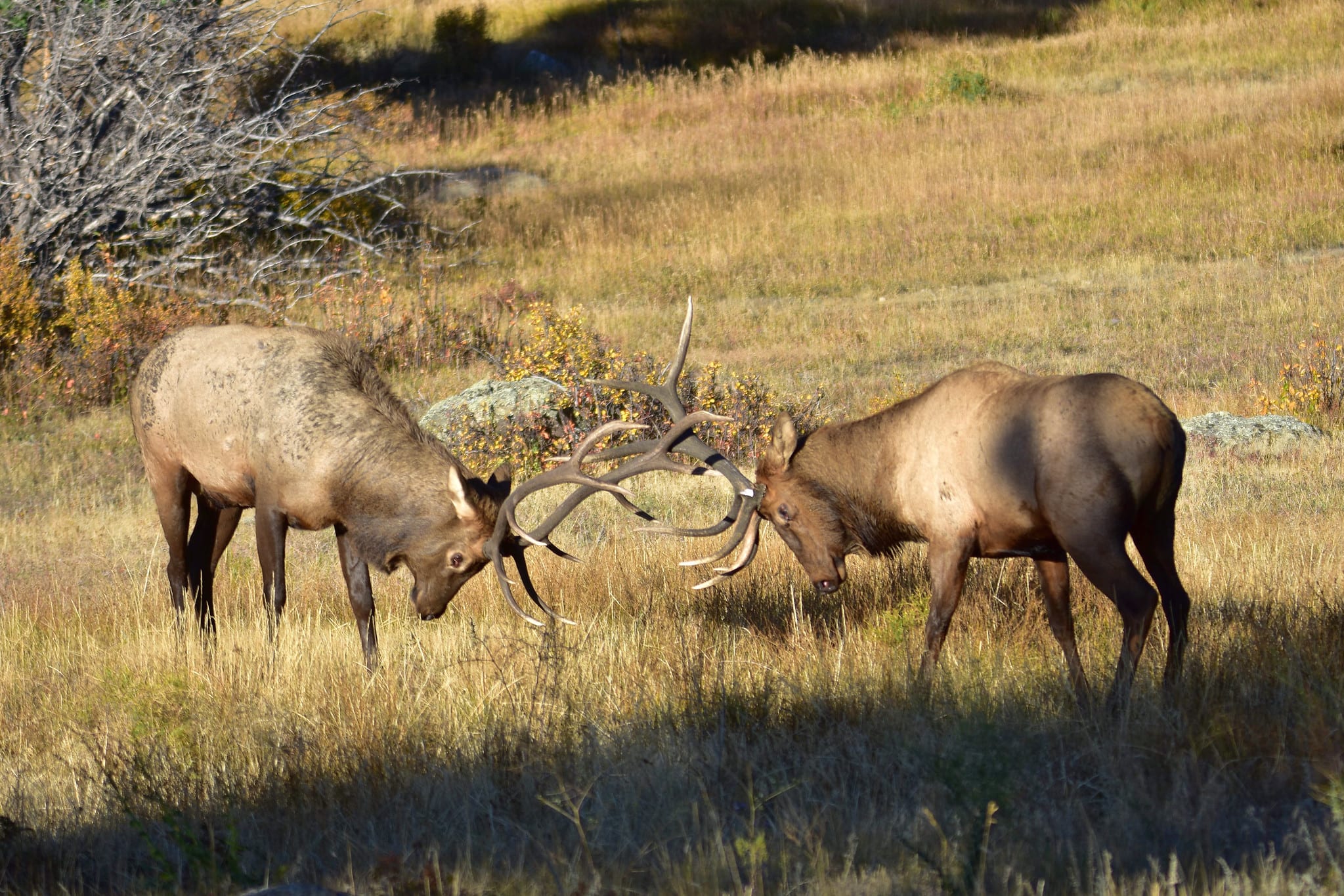 elk rut di colorado