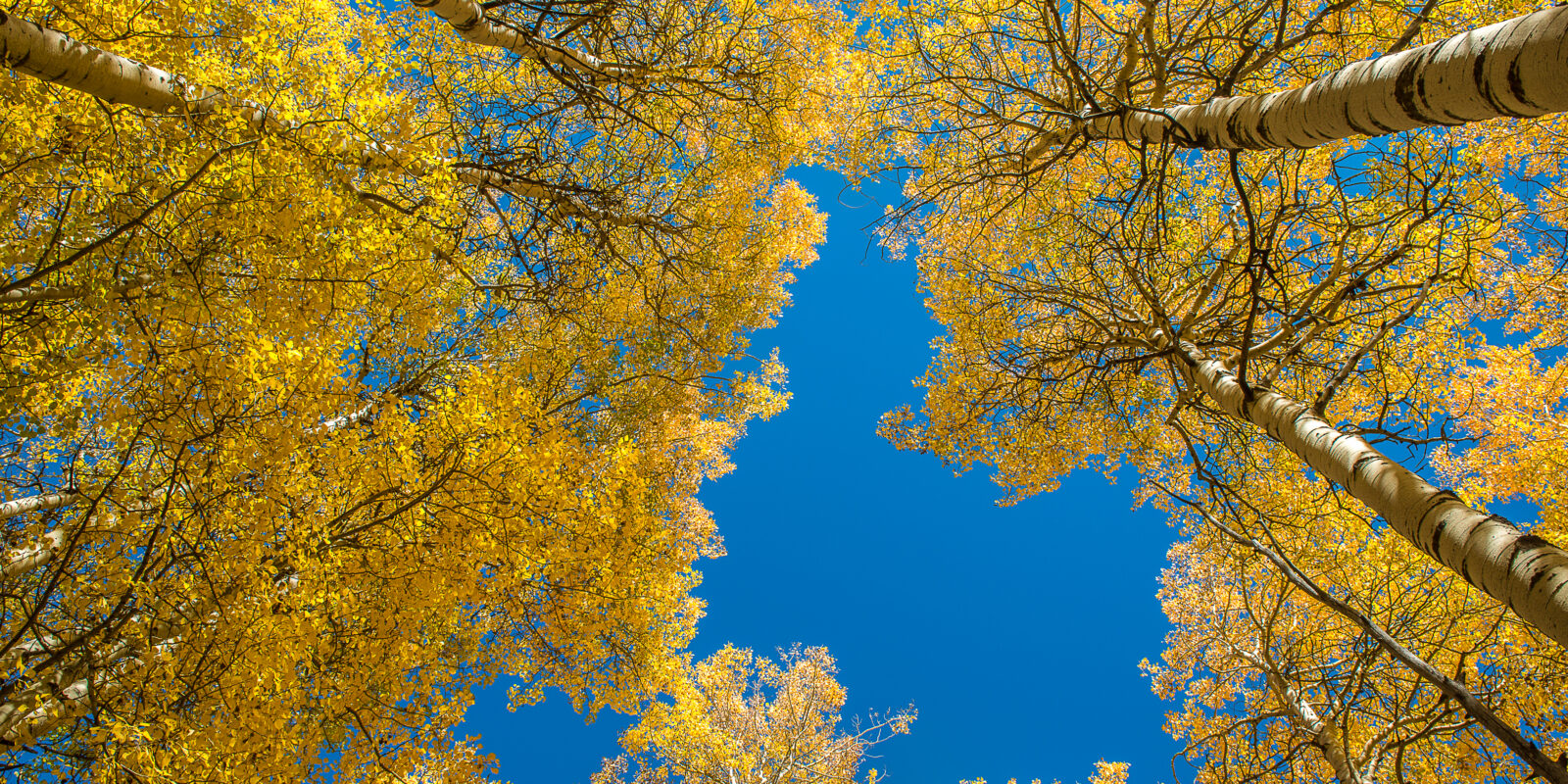 yellow aspens