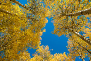 yellow aspens