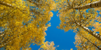 yellow aspens