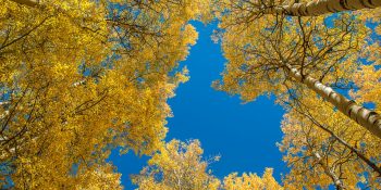 yellow aspens