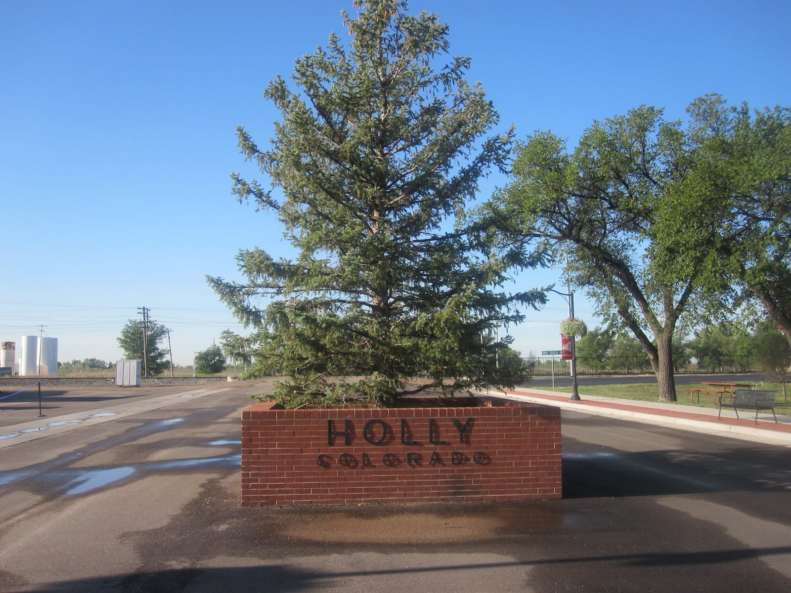 Holly CO Spruce Tree